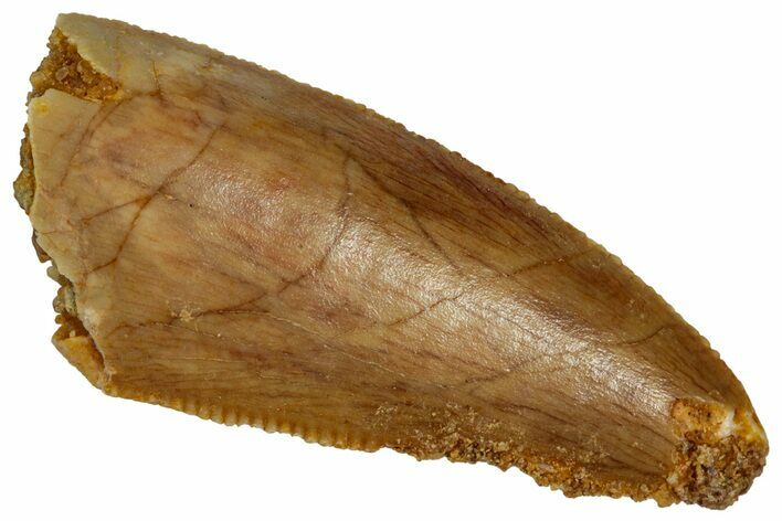 Serrated Raptor Tooth - Real Dinosaur Tooth #332201